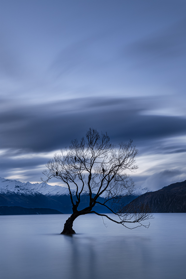 wanaka tree on a moody morning landscape photography workshop
