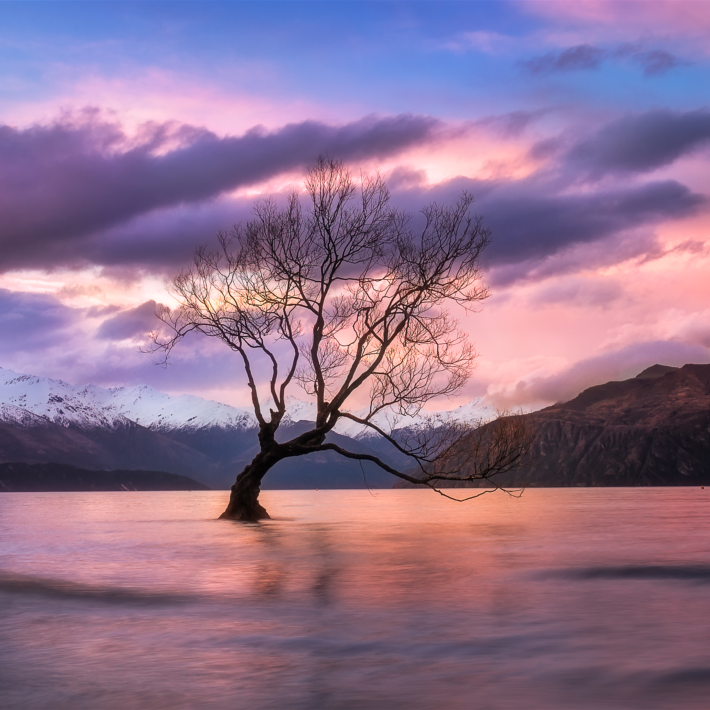 Wanaka Tree sunset in New Zealand